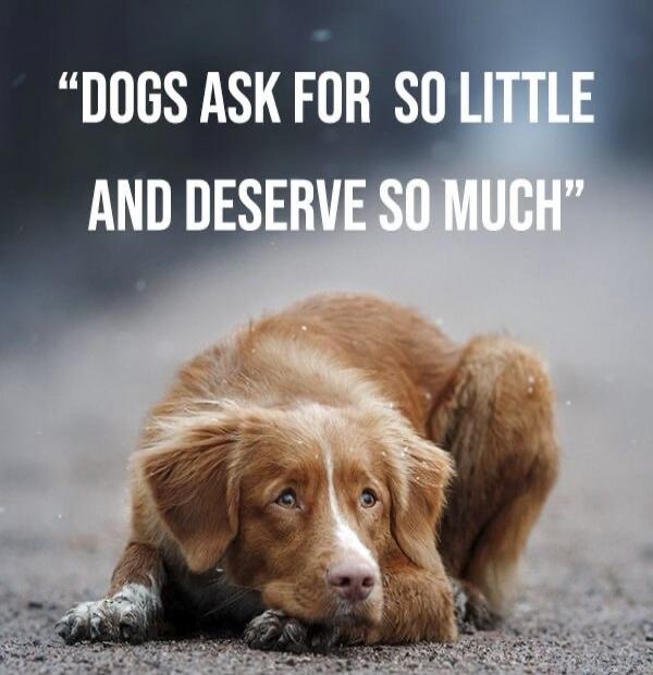 DOGS ASK FOR SO LITTLE AND DESERVE SO MUCH