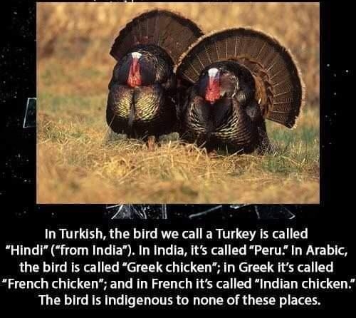 In Turkish the bird we call a Turkey Is called Hindi from India In India its called Peru In Arabic the bird is called Greek chicken in Greek its called French chicken and in French its called Indian chicken The bird is indigenous to none of these places