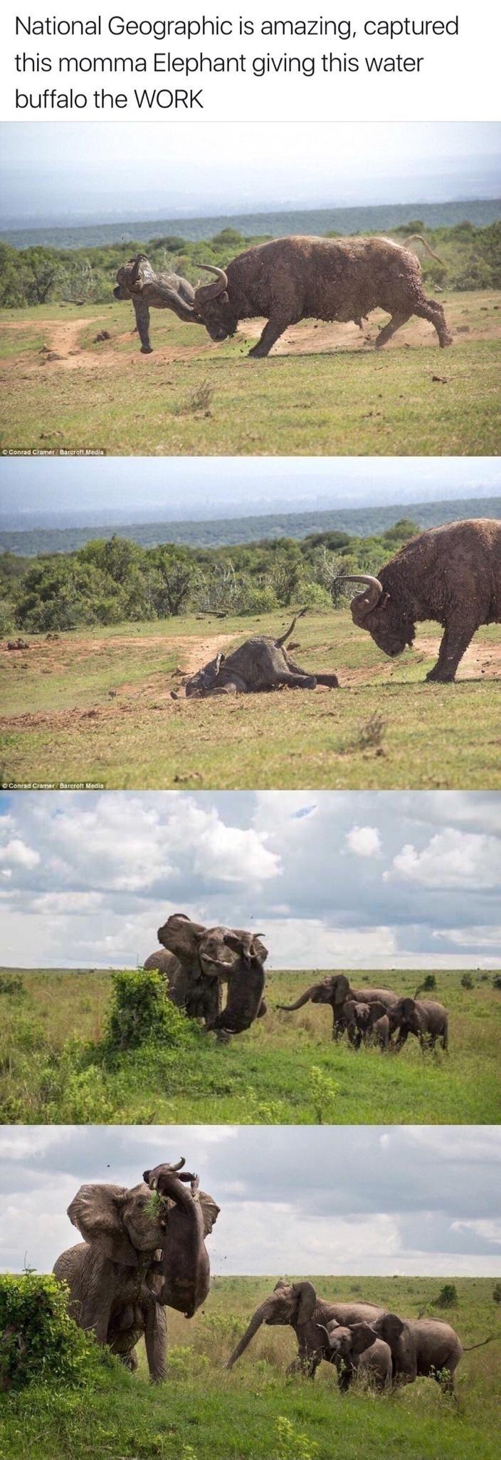 National Geographic is amazing captured this momma Elephant giving this water buffalo the WORK