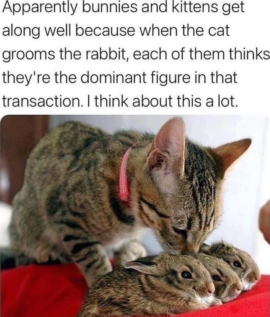 Apparently bunnies and Kittens get along well because when the cat grooms the rabbit each of them think theyre the dominant figure in that transaction think about this a lot