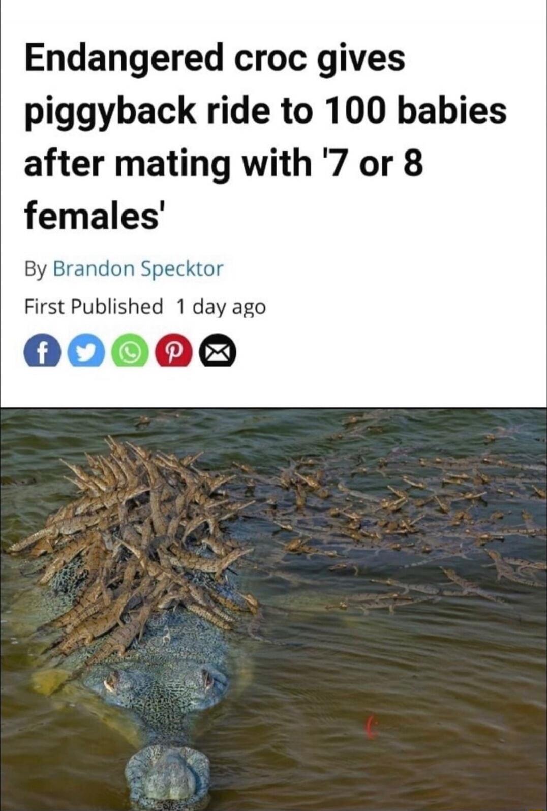Endangered croc gives piggyback ride to 100 babies after mating with '7 or 8 females' By Brandon Spektor First Published 1 day ago