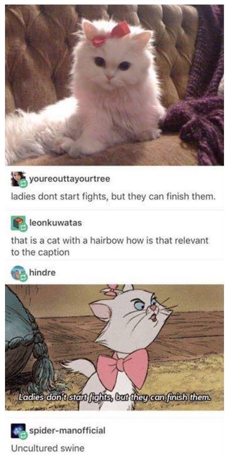 gyoureounayourtree ladies dont start fights but they can finish them g leonkuwatas that is a cat with a hairbow how is that relevant to the caption hinare adiesdonstartifightsybutithey canifinishithem B spider manofficial Uncultured swine