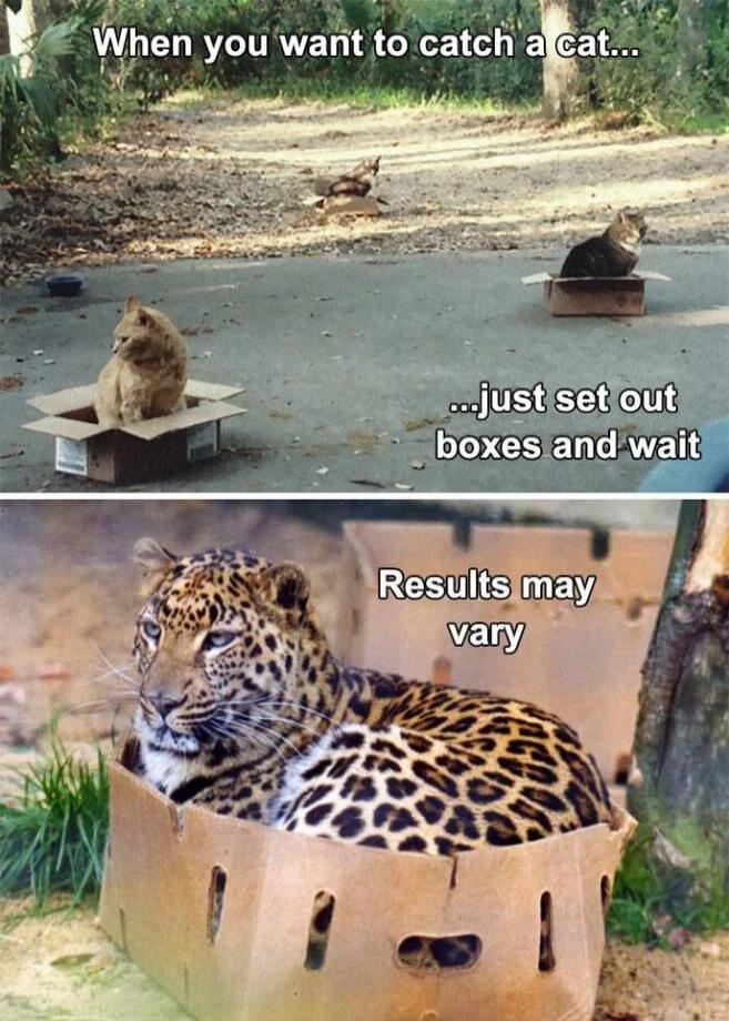 When you want to catch a cat... ...just set out boxes and wait. Results may vary.