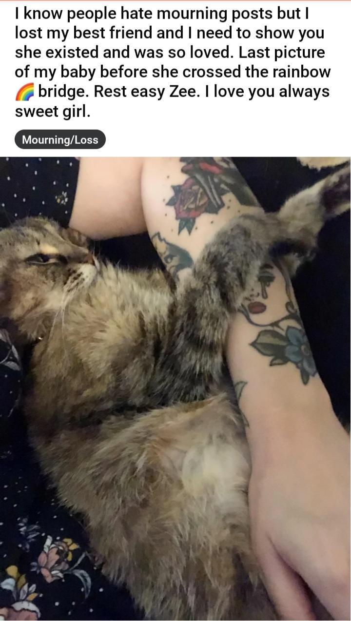 I know people hate mourning posts but lost my best friend and need to show you she existed and was so loved Last picture of my baby before she crossed the rainbow bridge Rest easy Zee love you always sweet girl MourningLoss