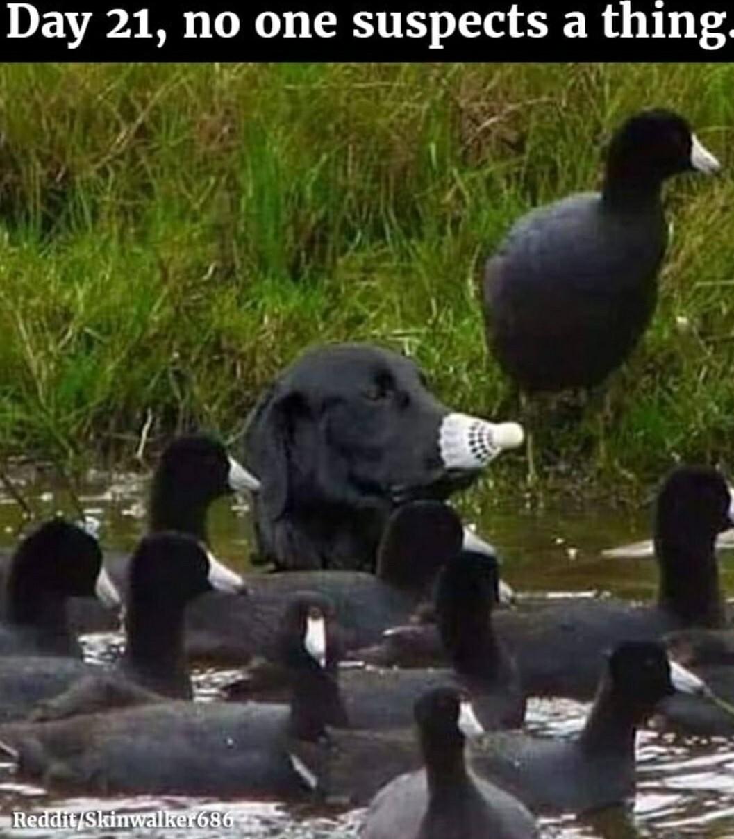 Day 21 no one suspects a thing RS F OO 5