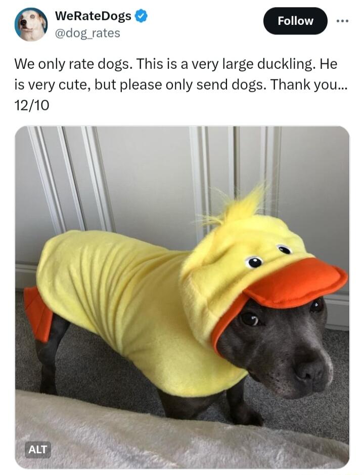 WeRateDogs dog rates We only rate dogs This is a very large duckling He is very cute but please only send dogs Thank you 1210