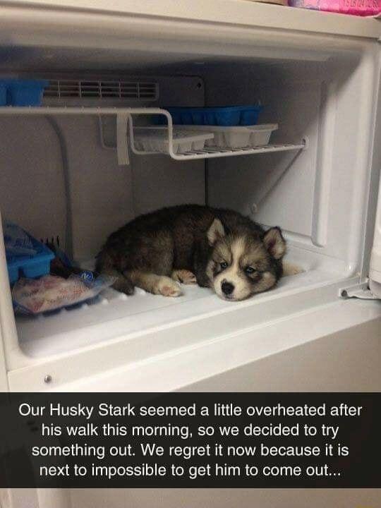 Our Husky Stark seemed a little overheated after LIERTETS G ol o Te RETo R Yol T R o R 2 something out We regret it now because it is next to impossible to get him to come out