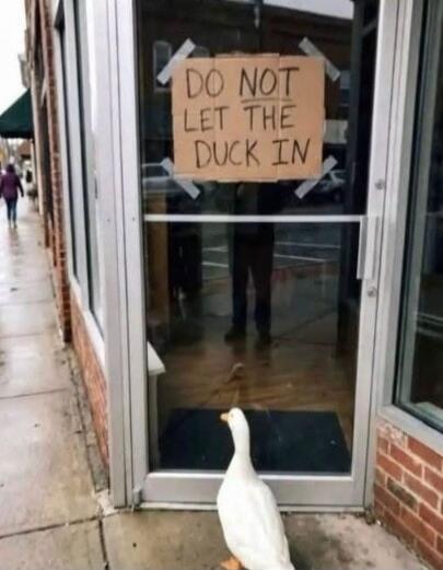 DO NOT LET THE DUCK IN