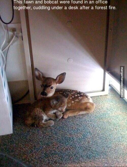 This Tawn and bobcat were found in an office together cuddling under a desk after a forest fire