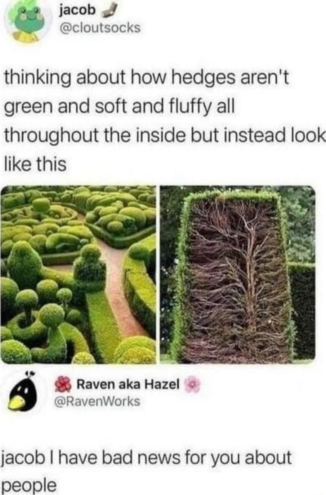 jacob o J cloutsocks thinking about how hedges arent green and soft and fluffy all throughout the inside but instead look like this Raven aka Hazel RavenWorks jacob have bad news for you about people