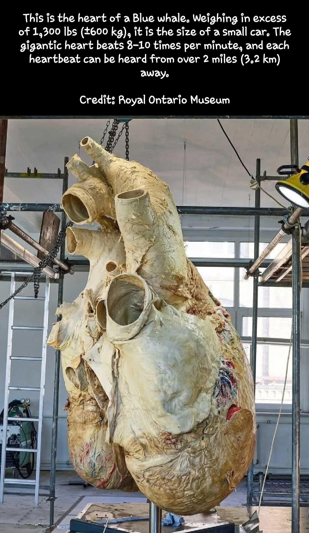 This 15 the heart of a Blue whale Weighing n excess of 1300 Ibs 600 kg it is the size of a small car The gigantic heart beats 8 10 times per minute and each heartbeat can be heard from over 2 miles 32 km auiy Credit Royal Ontario Museum
