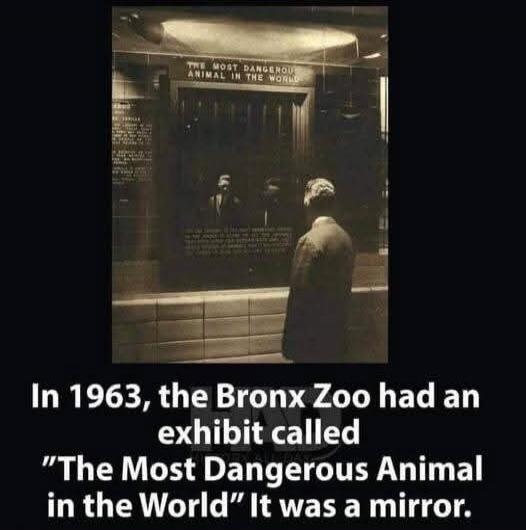 In 1963, the Bronx Zoo had an exhibit called 'The Most Dangerous Animal in the World'. It was a mirror.