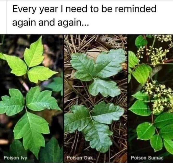 Every year need to be reminded again and again Poison Ivy Potson Oak Poison Sumac