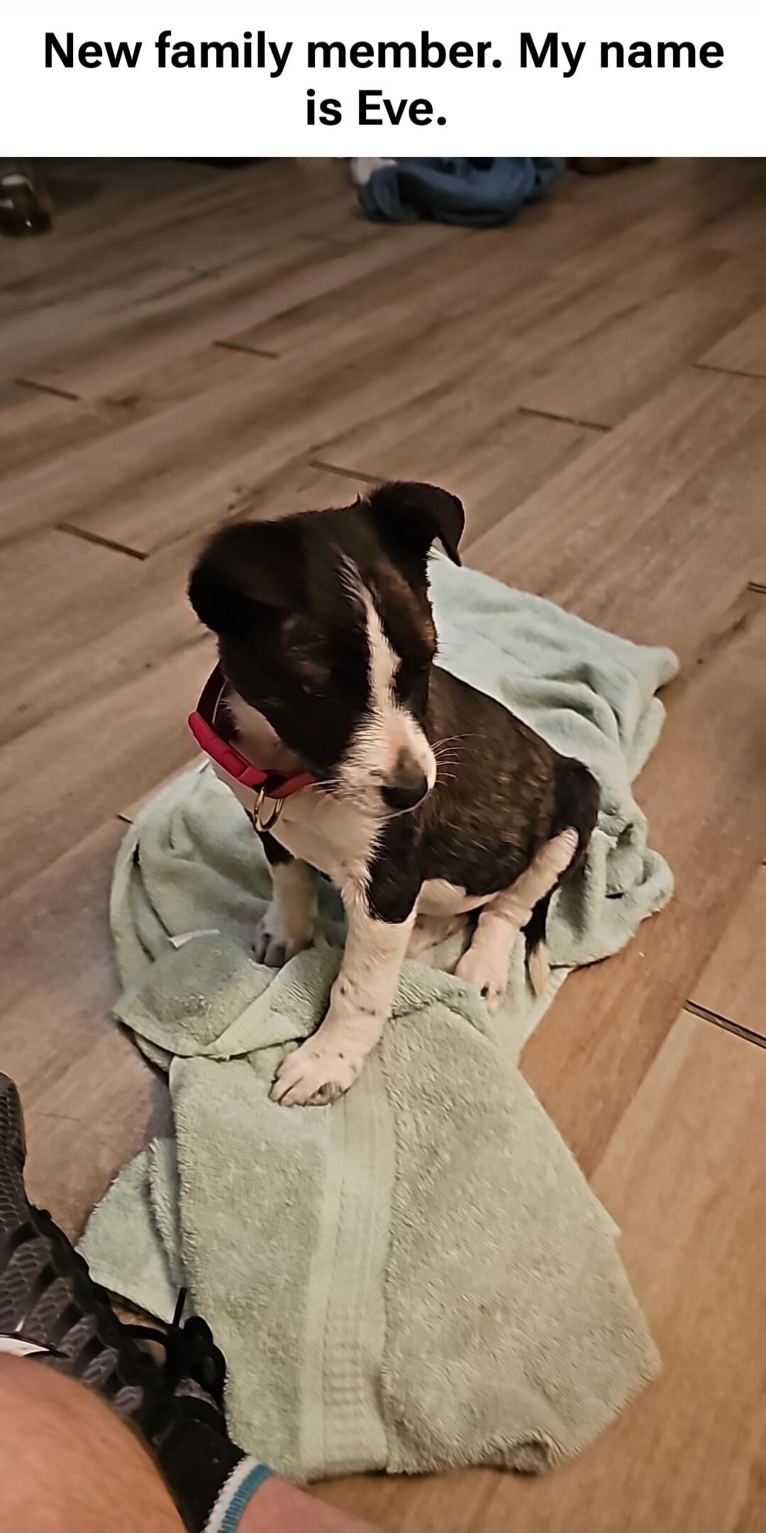 New family member. My name is Eve.