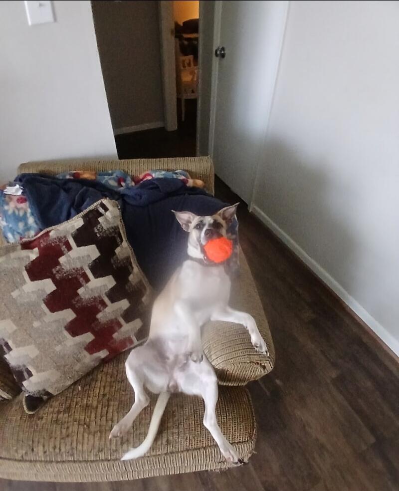 A dog sitting on a sofa with an orange ball in its mouth.