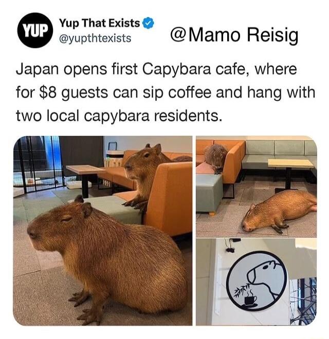 Yup That Exists 57 eypthiedss Mamo Reisig Japan opens first Capybara cafe where for 8 guests can sip coffee and hang with two local capybara residents