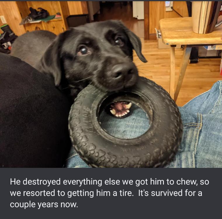 He destroyed everything else we got him to chew so we resorted to getting him a tire Its survived for a couple years now