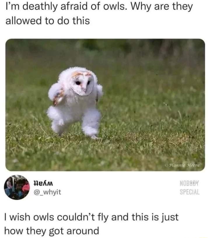 Im deathly afraid of owls Why are they allowed to do this neAm _whyit wish owls couldnt fly and this is just how they got around