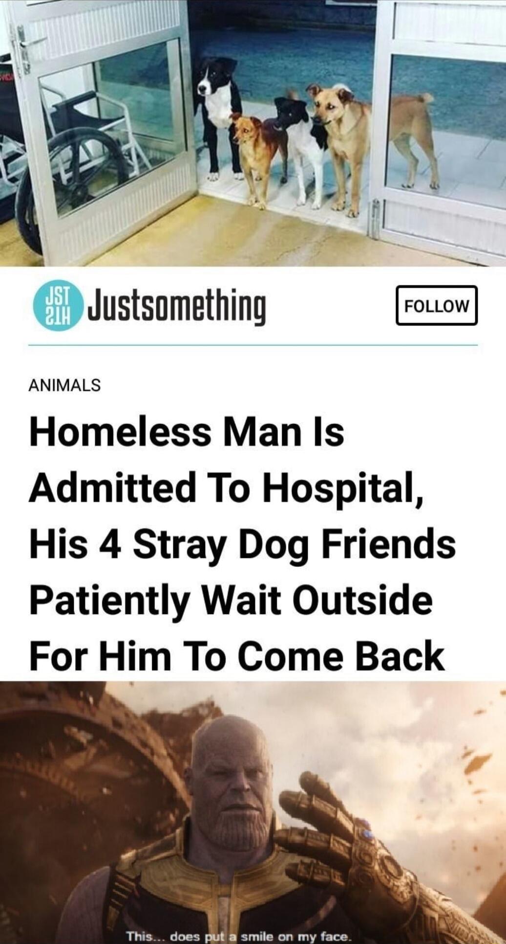 Justsomething FoLow Homeless Man Is Admitted To Hospital His 4 Stray Dog Friends Patiently Wait Outside For Him To Come Back