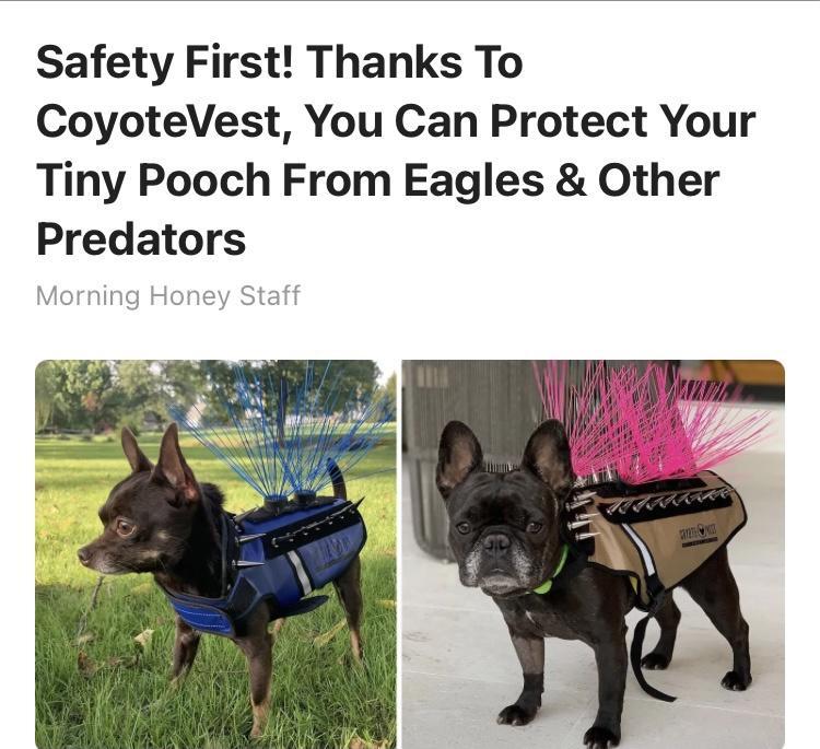 Safety First Thanks To CoyoteVest You Can Protect Your Tiny Pooch From Eagles Other Predators Morning Honey Staff