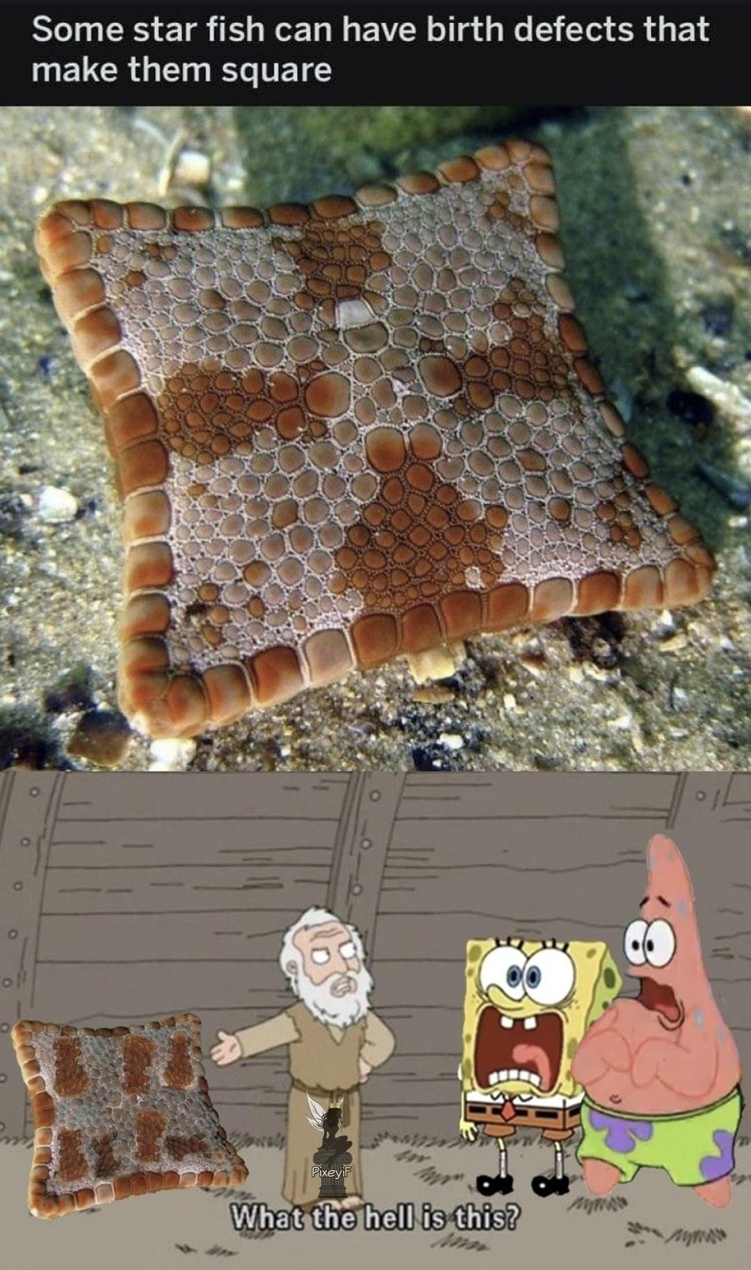 Some star fish can have birth defects that ELCR BYe TE