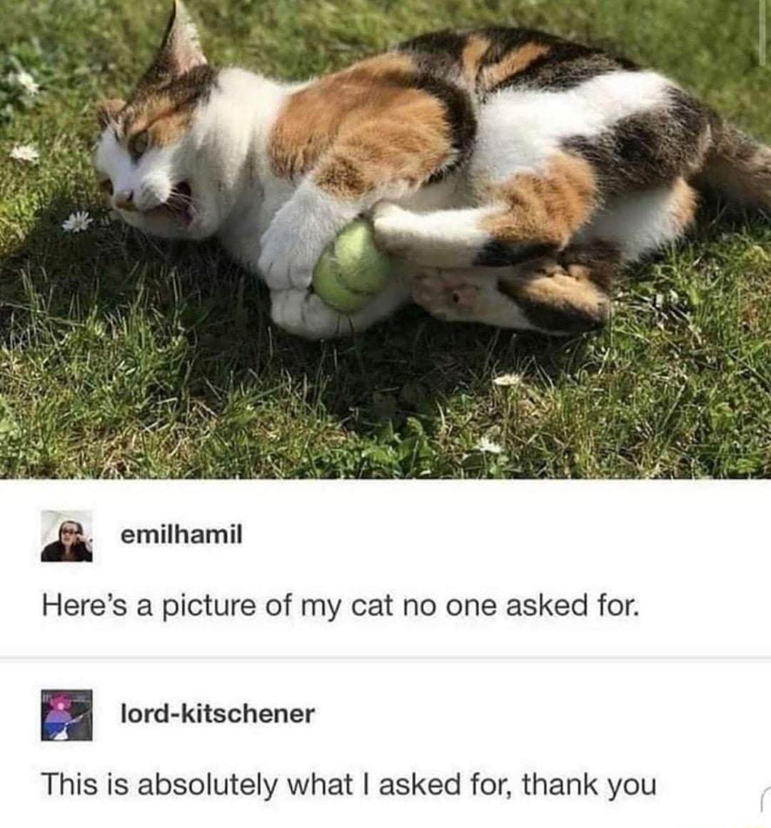 emithamil Heres a picture of my cat no one asked for BB rorakitschener This is absolutely what asked for thank you