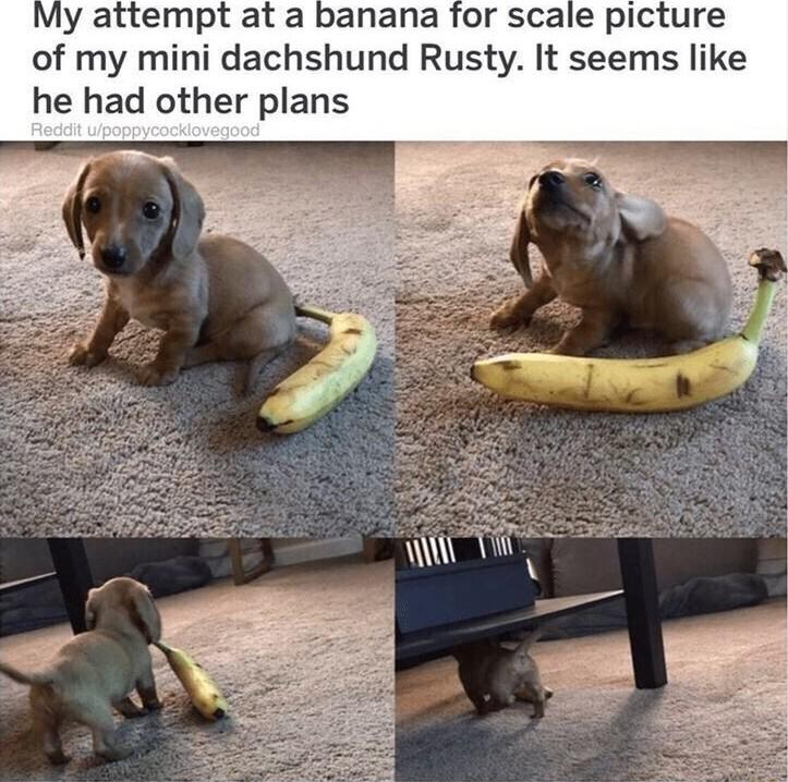 My attempt at a banana for scale picture of my mini dachshund Rusty It seems like he had other plans