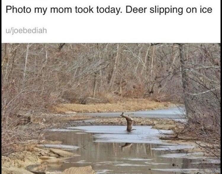 Photo my mom took today Deer slipping on ice