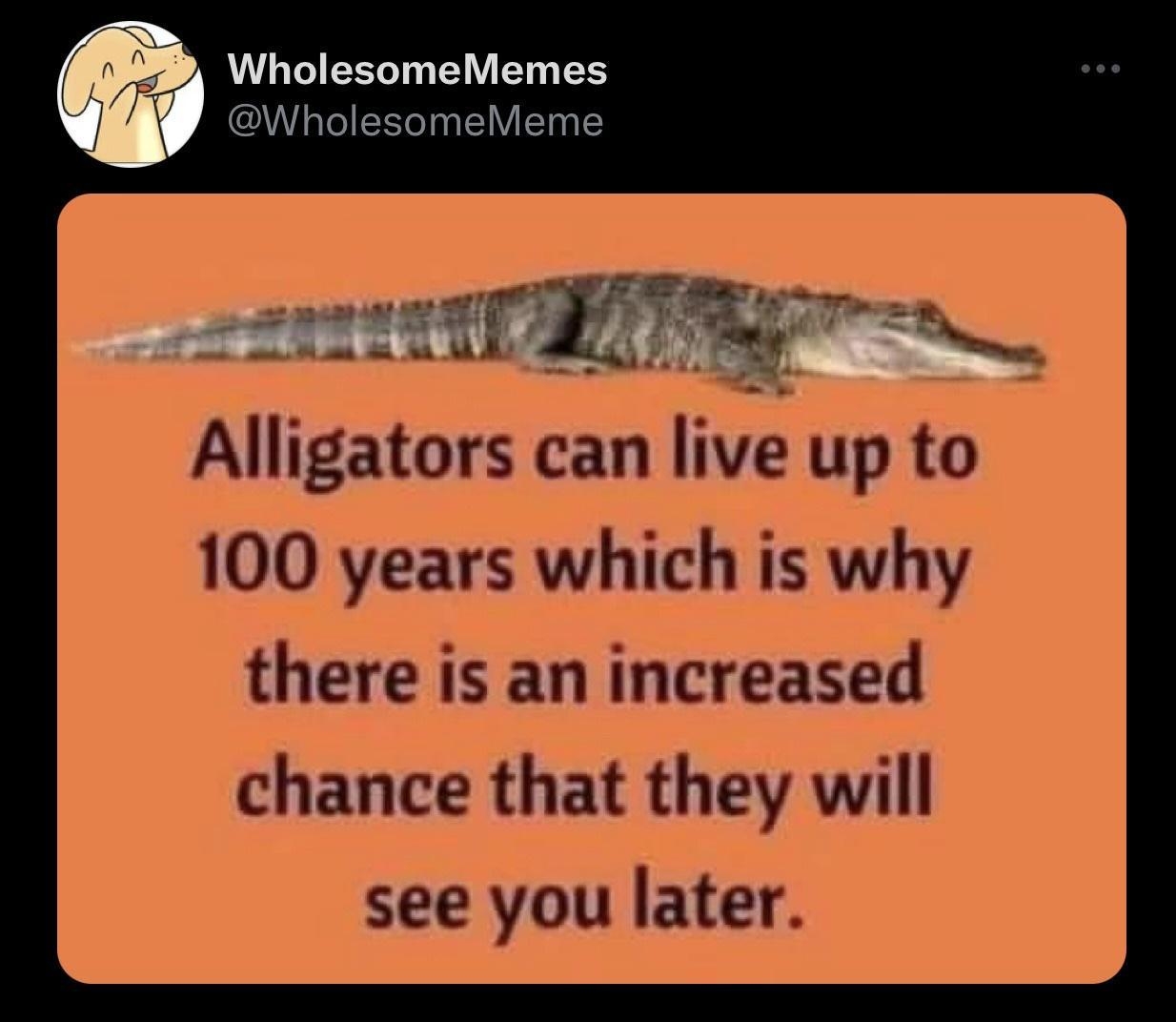 WholesomeMemes v WholesomeMeme Alligators can live up to 100 years which is why there is an increased chance that they will see you later