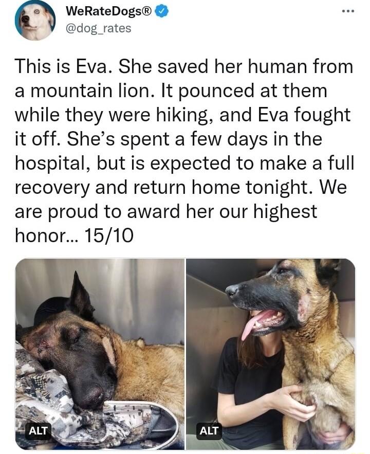 g WeRateDogs dog_rates This is Eva She saved her human from a mountain lion It pounced at them while they were hiking and Eva fought it off Shes spent a few days in the hospital but is expected to make a full recovery and return home tonight We are proud to award her our highest honor 1510