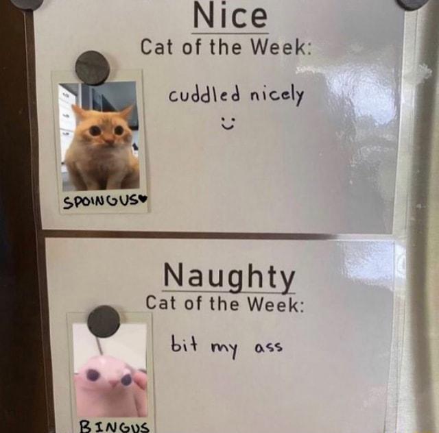 Nice Cat of the Week cuddled nicely Naughty Cat of the Week bit My oss