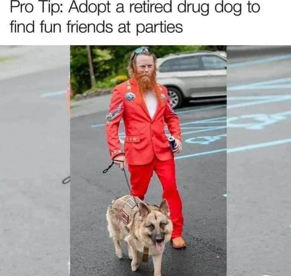 Pro 11p Adopt a retired drug dog to find fun friends at parties