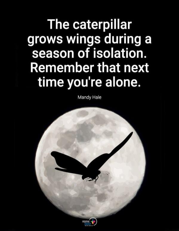 The caterpillar grows wings during a season of isolation. Remember that next time you're alone. Mandy Hale