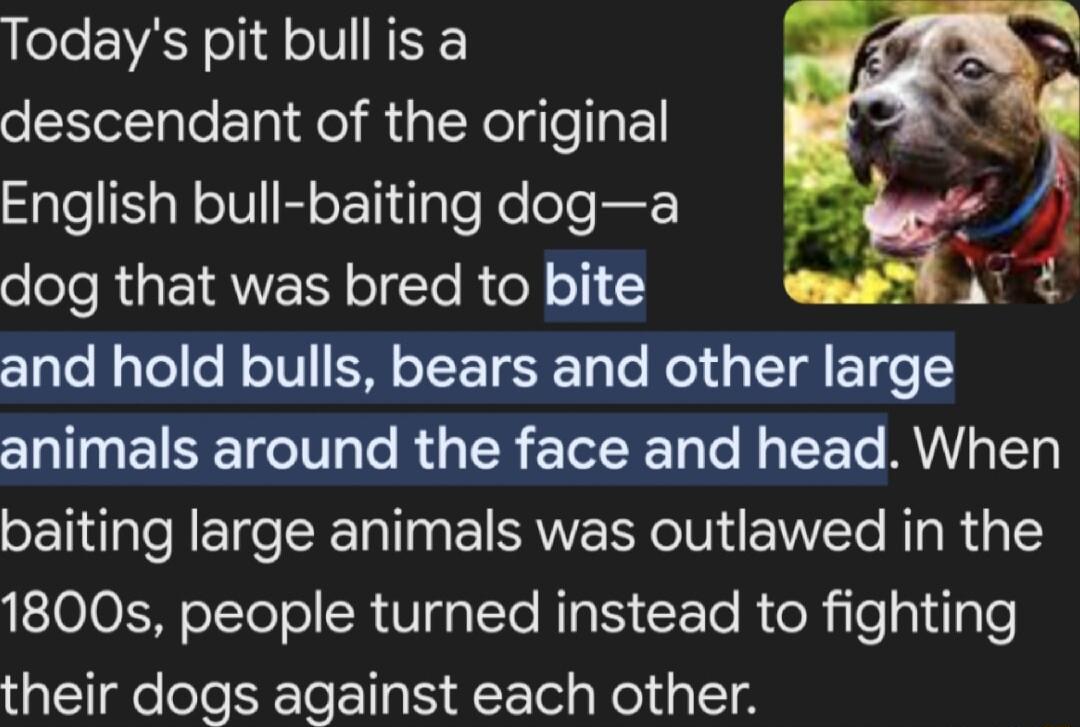 ele A o1 dl oIV NEYE descendant of the original Sale N IVF oF Tiigle Ko leloRar dog that was bred to bite and hold bulls bears and other large animals around the face and head When baiting large animals was outlawed in the 1800s people turned instead to fighting their dogs against each other