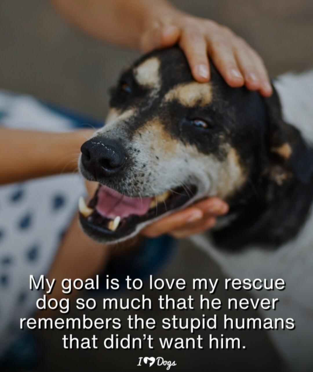 My goal is to love my rescue dog so much that he never remembers the stupid humans that didn’t want him.