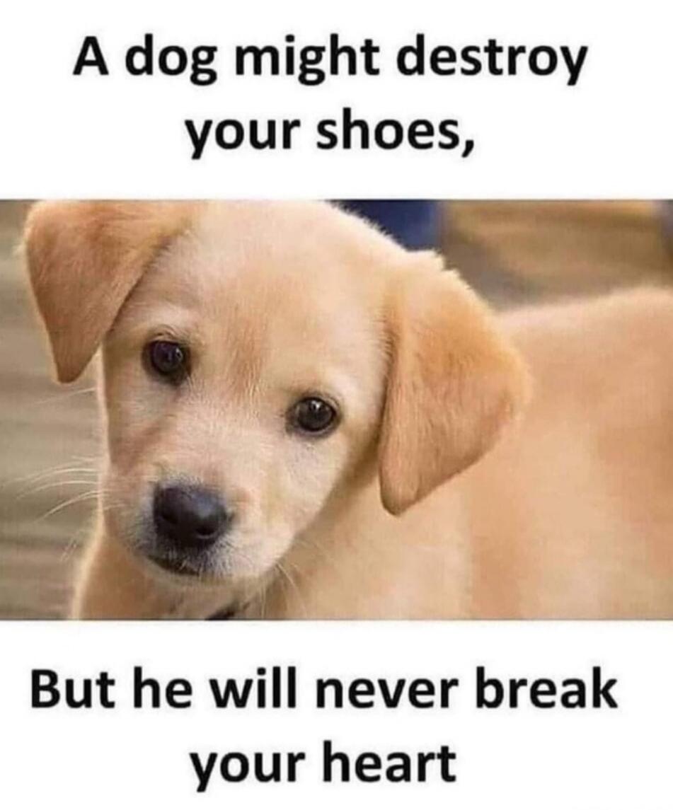 A dog might destroy your shoes, But he will never break your heart