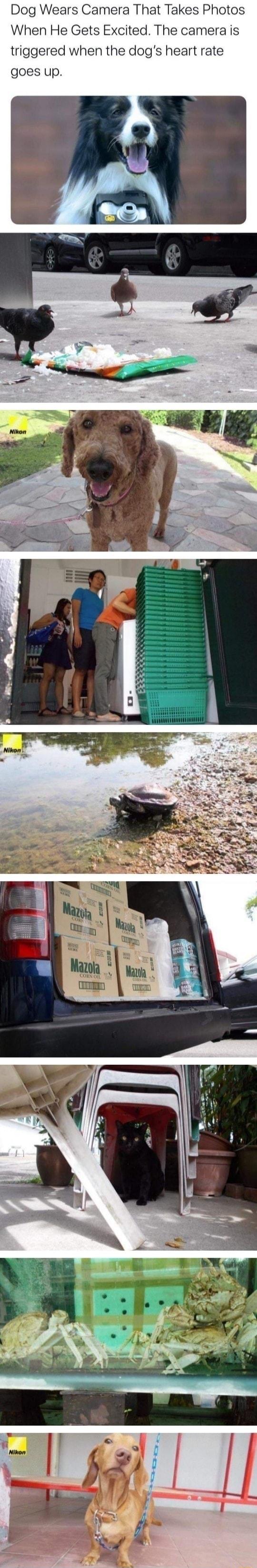 Dog Wears Camera That Takes Photos When He Gets Excited The camera is triggered when the dogs heart rate goes up