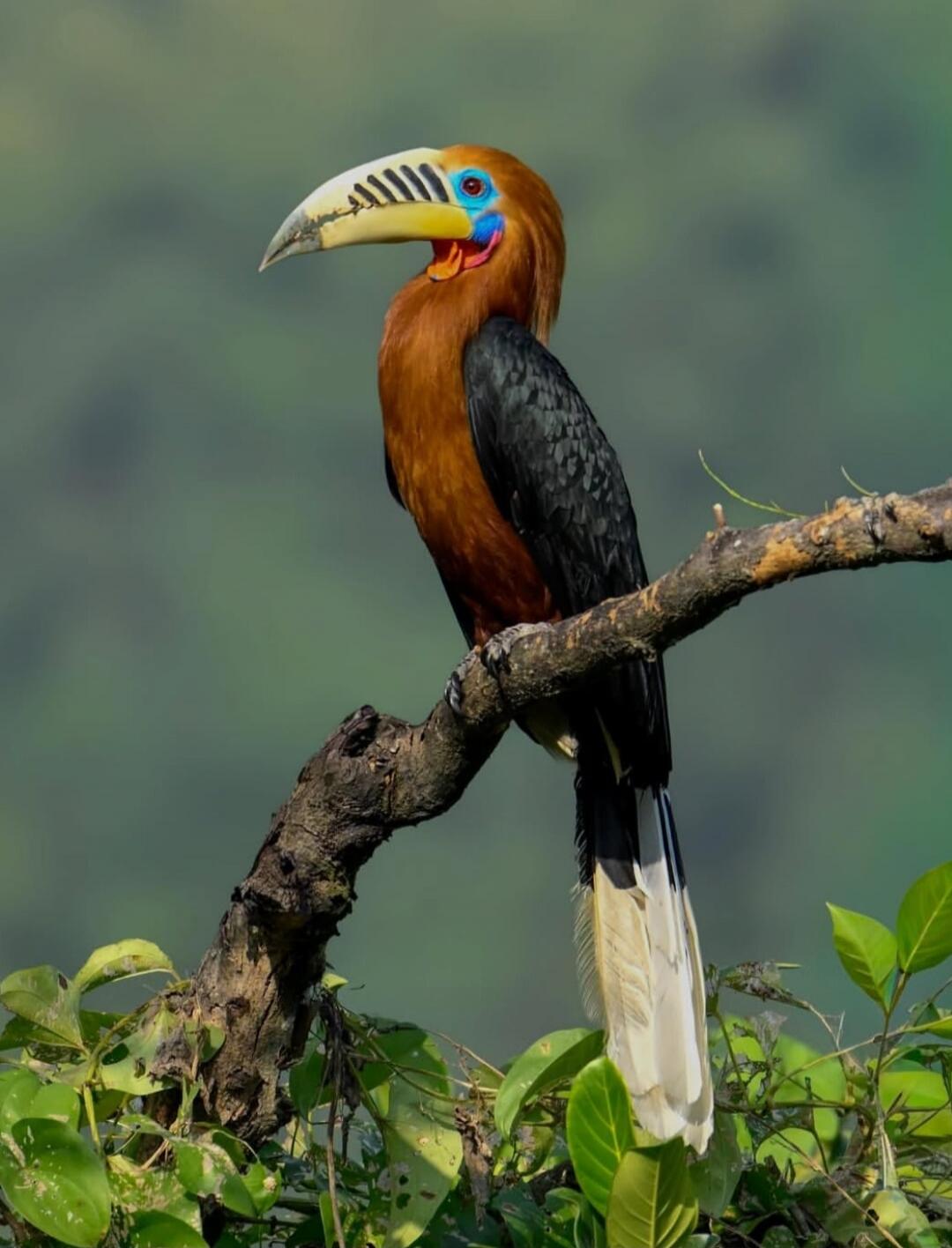 A large hornbill perched on a branch in a green environment.