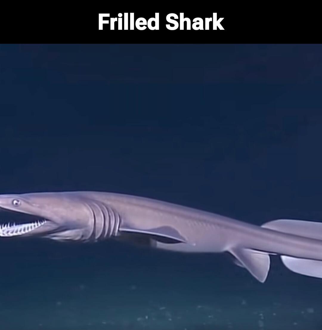Frilled Shark
