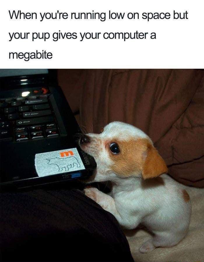When youre running low on space but your pup gives your computer a megabite