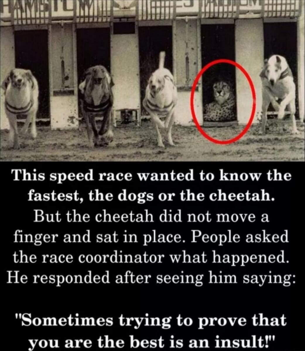 This speed race wanted to know the fastest the dogs or the cheetah But the cheetah did not move a finger and sat in place People asked the race coordinator what happened He responded after seeing him saying Sometimes trying to prove that you are the best is an insult