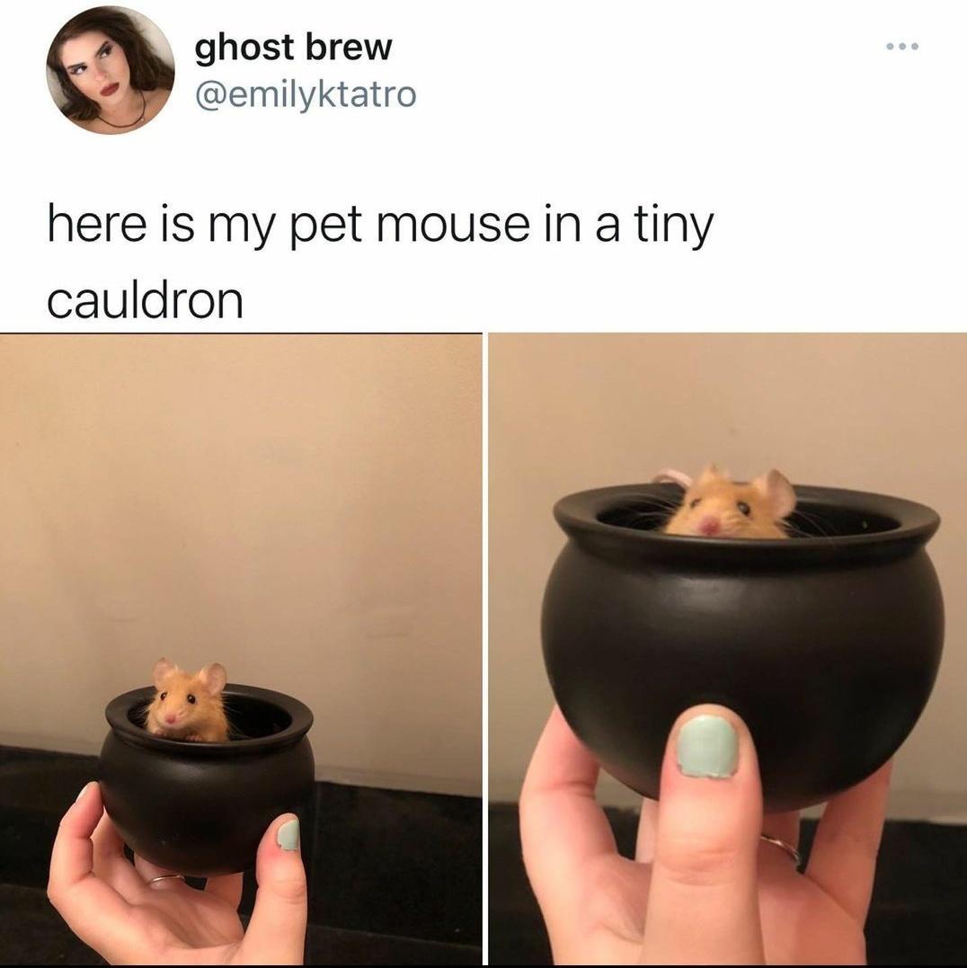 ghost brew emilyktatro here is my pet mouse in a tiny cauldron