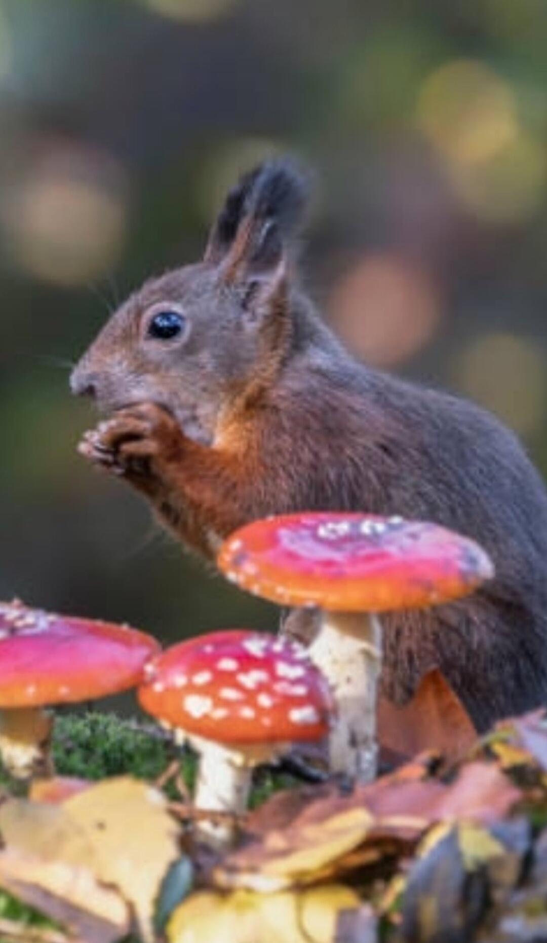 A squirrel nibbling near red mushrooms on the forest floor among autumn leaves.