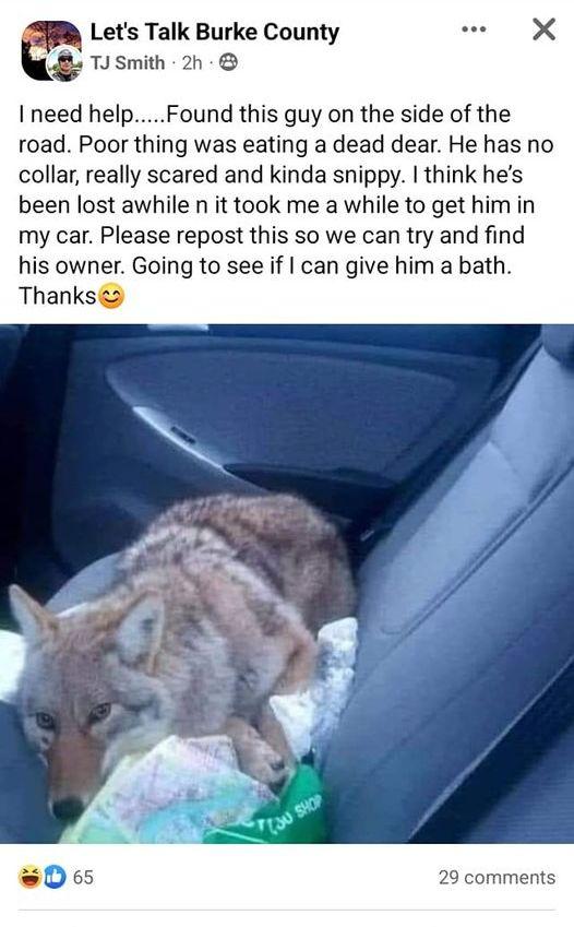 Lets Talk Burke County k TJ Smith 2h I need helpFound this guy on the side of the road Poor thing was eating a dead dear He has no collar really scared and kinda snippy think hes been lost awhile n it took me a while to get him in my car Please repost this so we can try and find his owner Going to see if can give him a bath Thanksa 9 comments