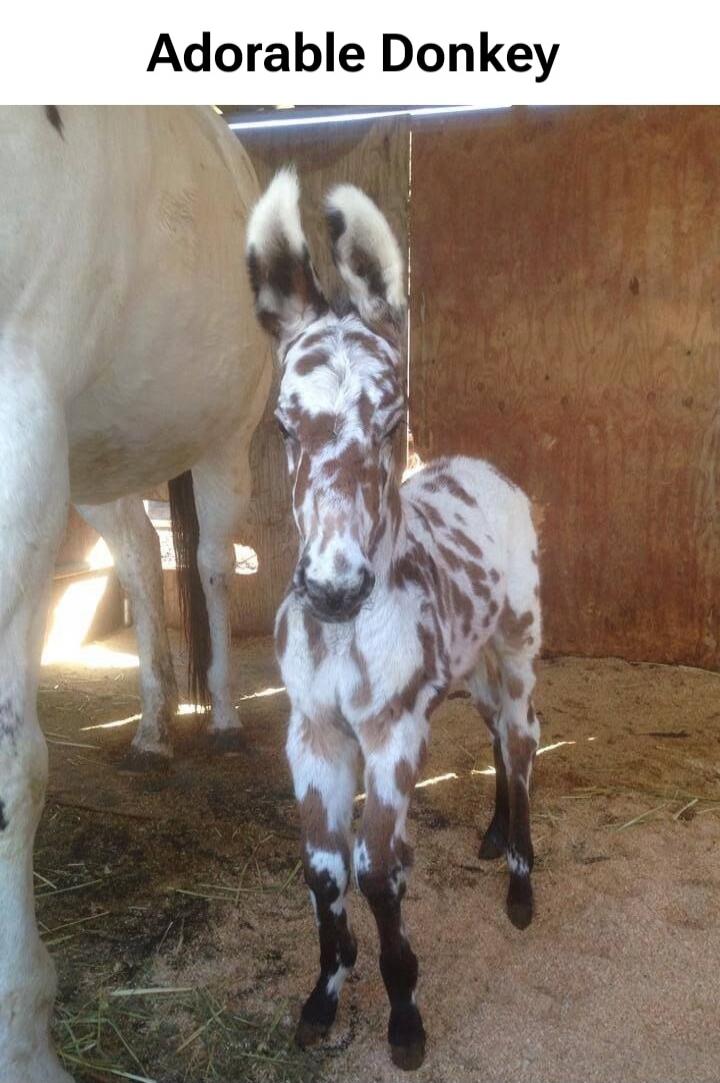 Adorable Donkey