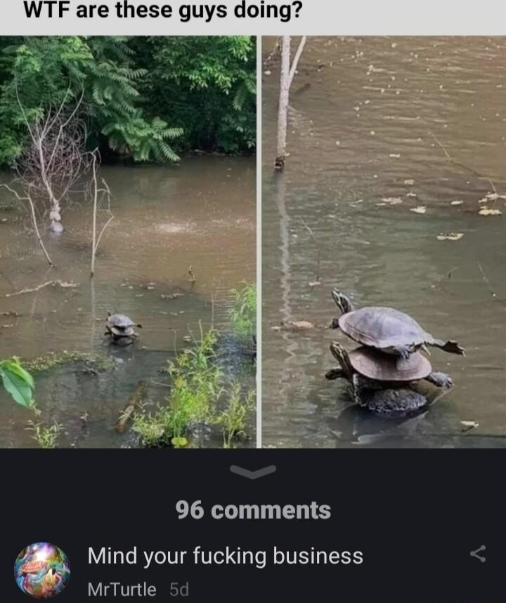WTF are these guys doing 96 comments Mind your fucking business MrTurtle 5d