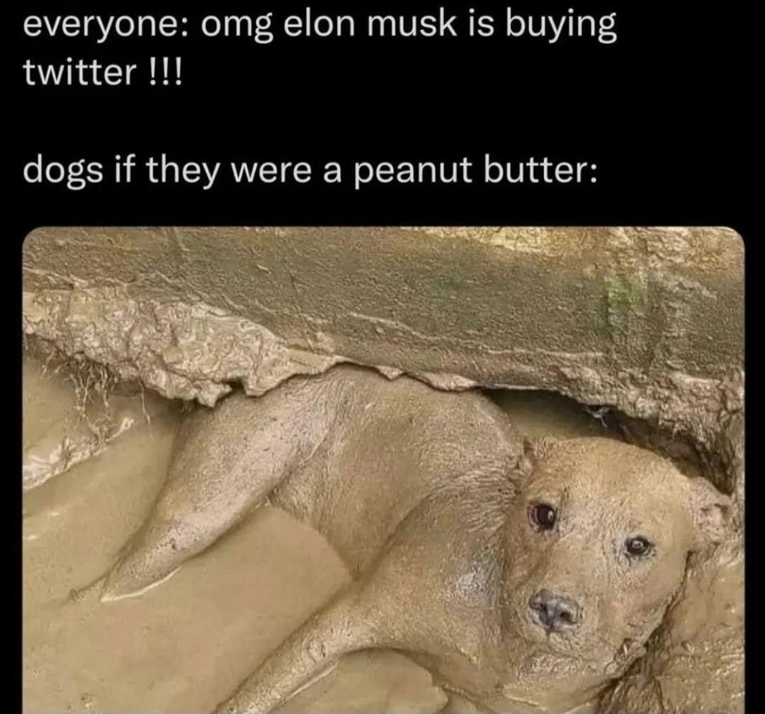 everyone omg elon musk is buying twitter o o LR R VAT I oI Ta V dl oV T