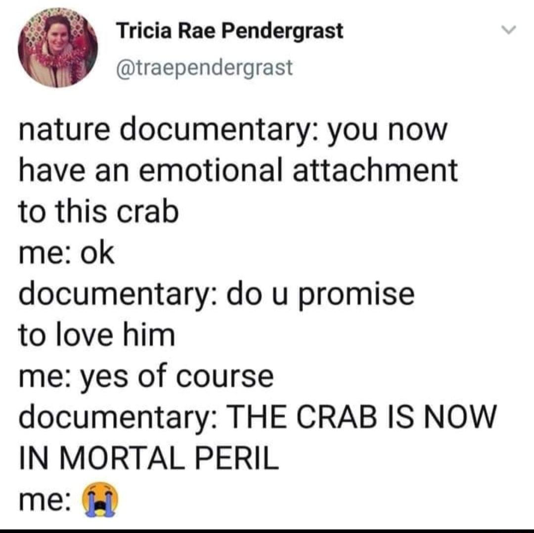 Tricia Rae Pendergrast traependergrast nature documentary you now have an emotional attachment to this crab me ok documentary do u promise to love him me yes of course documentary THE CRAB IS NOW IN MORTAL PERIL me