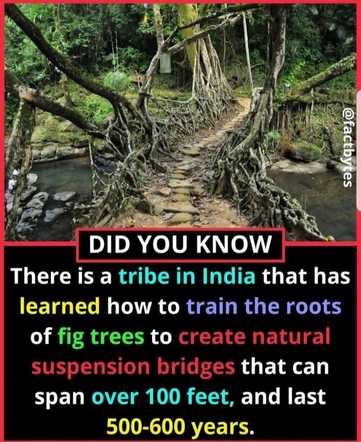 DID YOU KNOW There is a tribe in India that has learned how to train the roots of fig trees to create natural suspension bridges that can span over 100 feet, and last 500-600 years. @factbytes