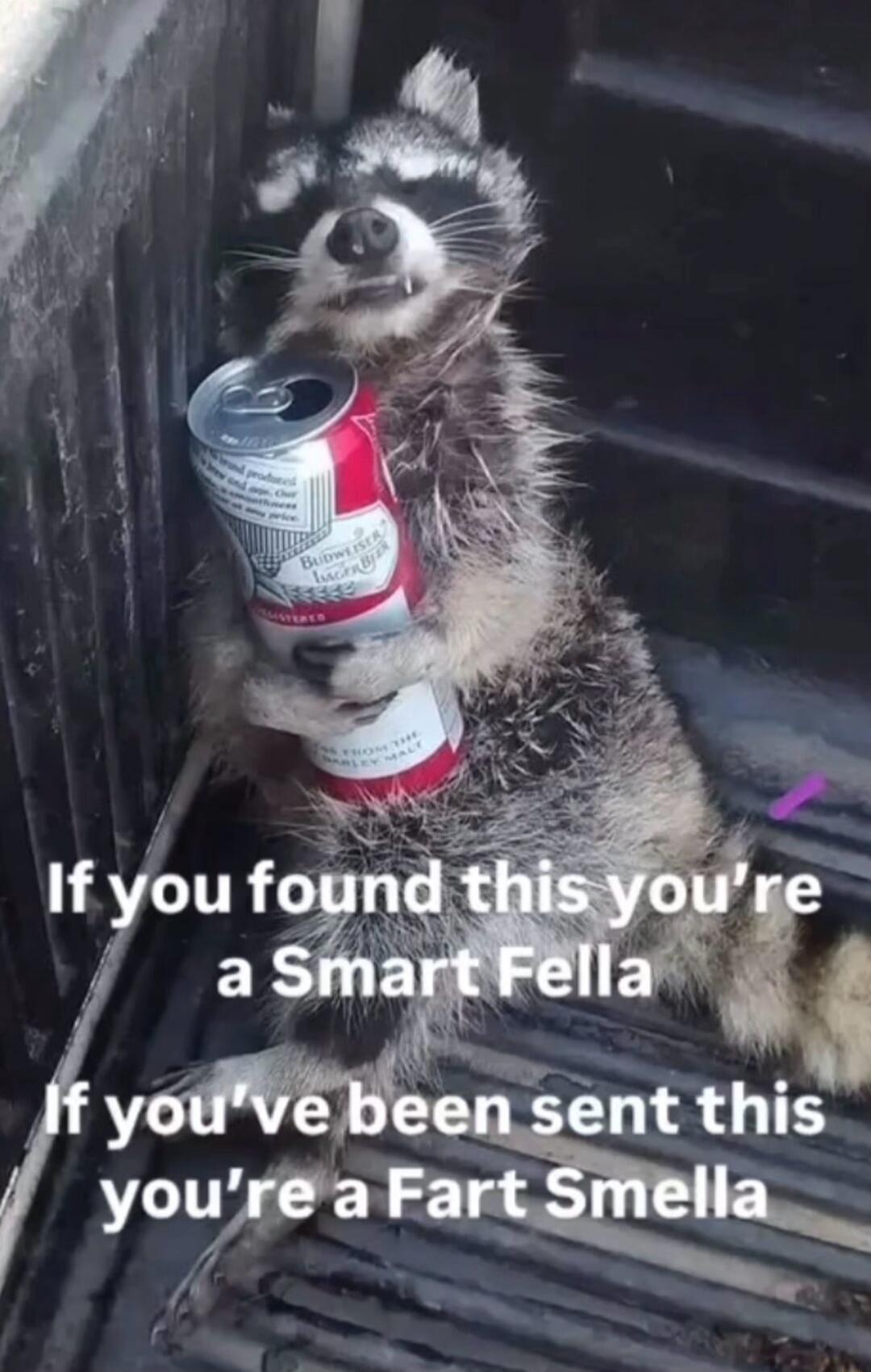 If you found this you're a Smart Fella
If you've been sent this you're a Fart Smella